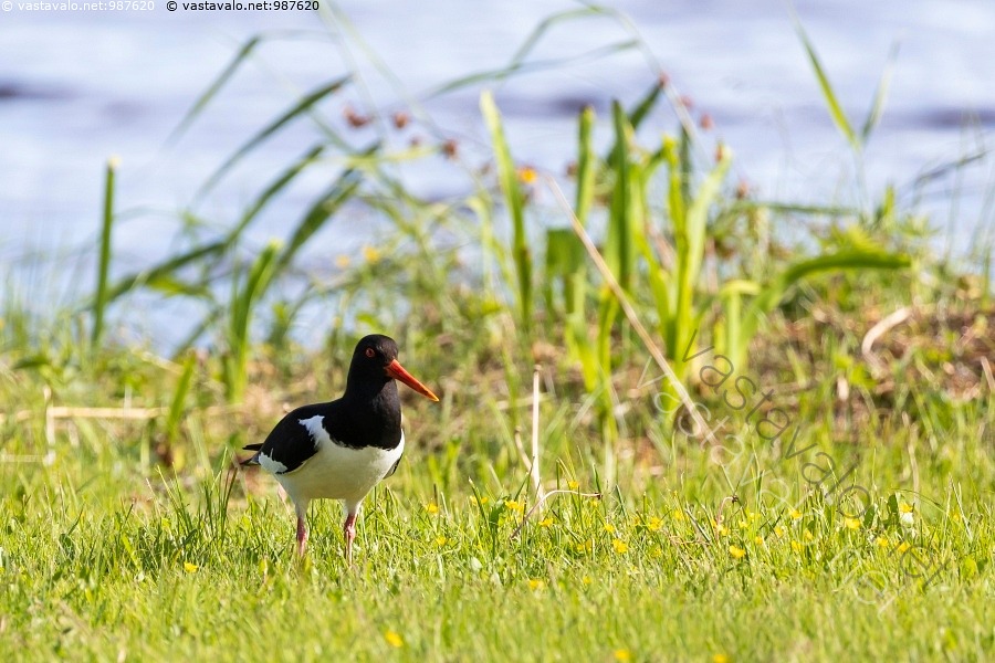 Kuva Meriharakka Nurmikolla Meriharakka Haematopus Ostralegus kuva-meriharakka-nurmikolla-meriharakka-haematopus-ostralegus