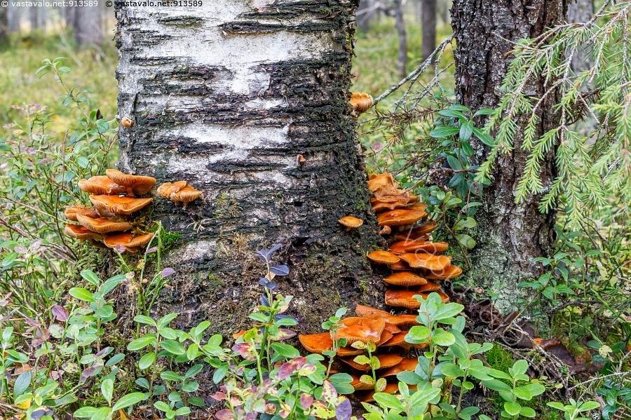 kuva-sienet-koivunrungolla-koivunkantosieni-kuehneromyces-mutabilis