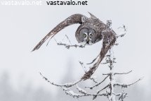 saalistus
