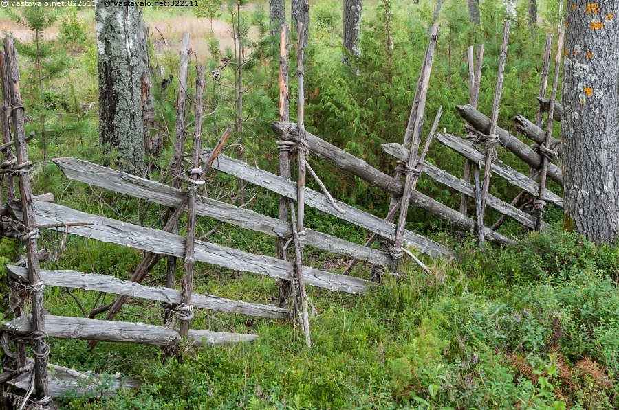 kuva-risuaita-risuaita-riukuaita-pelto-haavat-kataja-vitsas