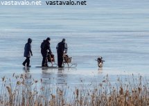 talvikalalle