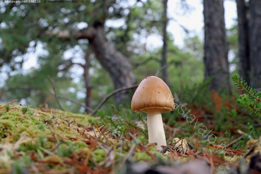 kuva-pieni-sieni-sieni-pikkusieni-ruostek-rp-ssieni-amanita-fulva