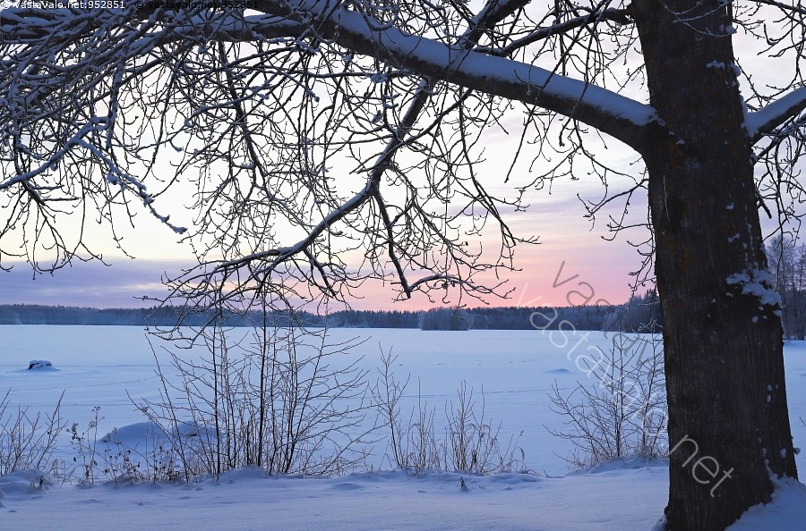 kuva-siluetti-haapa-lotilanj-rvi-j-rvi-j-t-j-ranta-iltap-iv