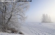 rantapuut-ja-saari