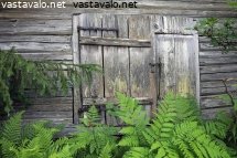 haalistunut-puu