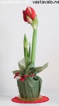 amaryllis-ritarinkukka-rondellassa