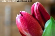 amaryllis-ritarinkukka