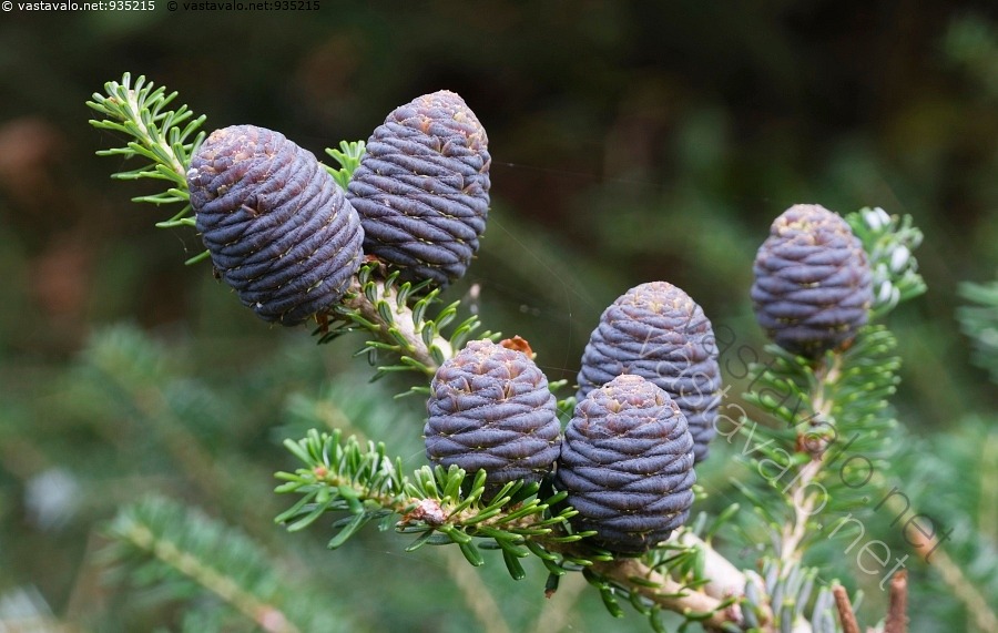 Kuva: Koreanpihdan käpyjä - koreanpihta Abies koreana havupuut havupuu ...
