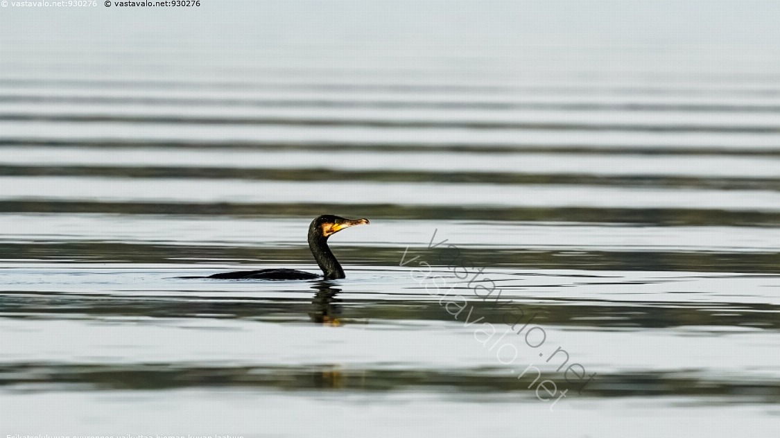 Kuva: Merimetso veneen nostamilla laineilla - Phalacrocorax carbo iso ...
