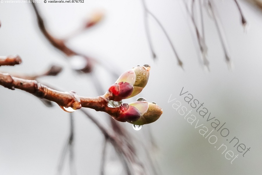 kuva-vaahteran-lehden-silmuja-acer-platanoides-puu-vaahtera-oksa