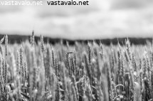 luonnon-antia-ihmiselle