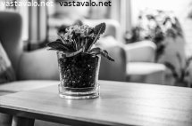 elavaa-kauneutta