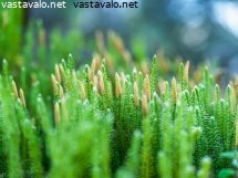 riidenlieko-ukkoluoston-rinteella