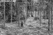 jaljentekija-metsassa