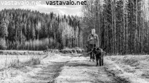 koiran-kanssa-kavelylla