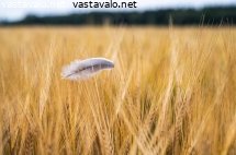 sulka-ruispellossa