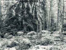 synkan-metsan-syovereissa