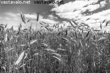 luonnon-antia-ihmiselle