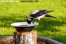 varis-juo-vetta-vadista