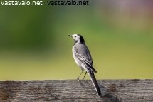 vastarakki-puukaiteella