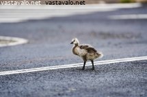 linnunpoikanen-keskella-tieta