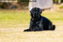 tottistreeneissa-on-hauskaa