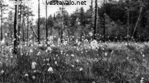 suon-lumoissa