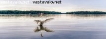 joutsenen-aamuvenyttely