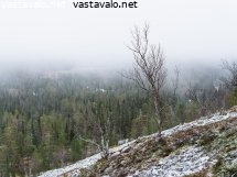 koivut-tunturin-rinteessa