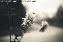 haalistuva-muisto-kesasta