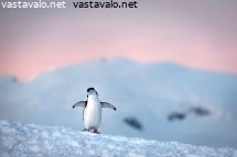 myssypingviini-ja-auringonnousu