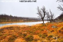 maaruskaa-stuorraaytsin-lammen-rannalla