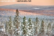 iltaauringon-punaamaa-lumista-metsaa