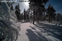 kirkas-kuutamo-tykkymetsikossa