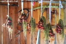 sipulinippuja-kuivamassa