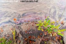 cuomasjavrin-vaaleanpunainen-hiekka
