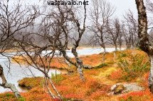 maaruskaa-stuorraaytsin-lammen-rannalla