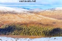 havumetsaa-kuusikurussa