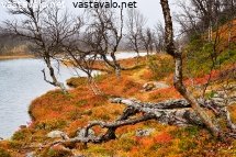 maaruskaa-stuorraaytsin-lammen-rannalla