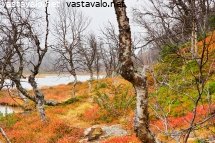 maaruskaa-stuorraaytsin-lammen-rannalla