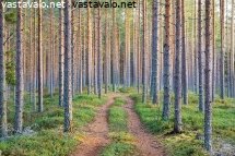 mantymetsaa-rantakylan-virkistysalueella-limingassa