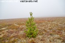 yksinainen-manty-tunturipaljakalla