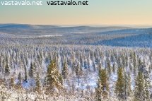 urho-kekkosen-kansallispuiston-laajat-metsat