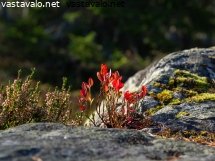 kanervan-ja-mustikanvarvut-kalliolla