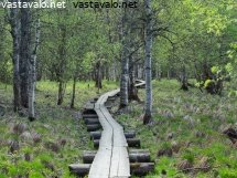 koivusaaren-pitkospuut