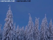 tykkylumiset-puut-kaamoksen-valossa