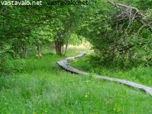 pitkospuut-puiden-katveessa