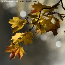 vantaanjoen-syksya-2