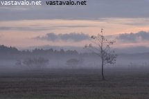 lintu-aamusumussa-puun-latvassa