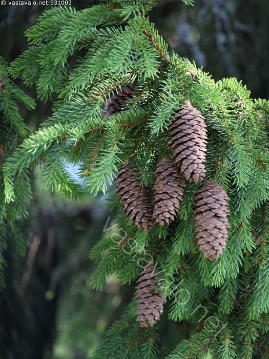 Kuva: Kävyt - käpy kävyt kuusenkäpy kuusenkävyt kuusi oksa kuusenoksa ...